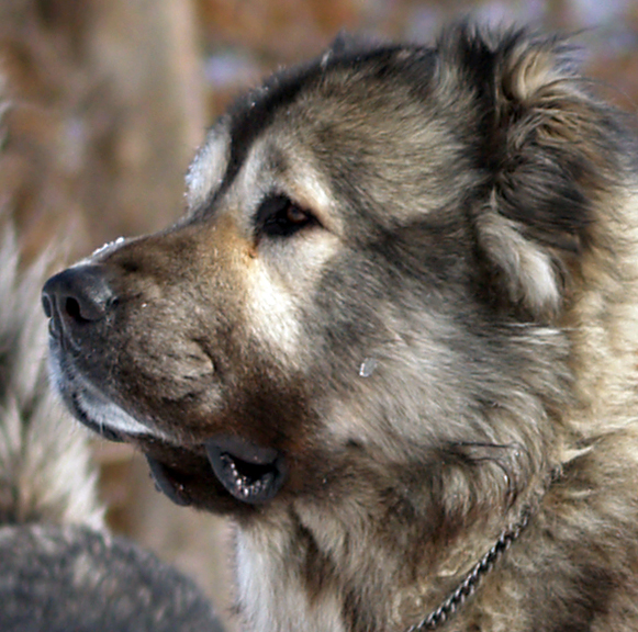 tibet bear head